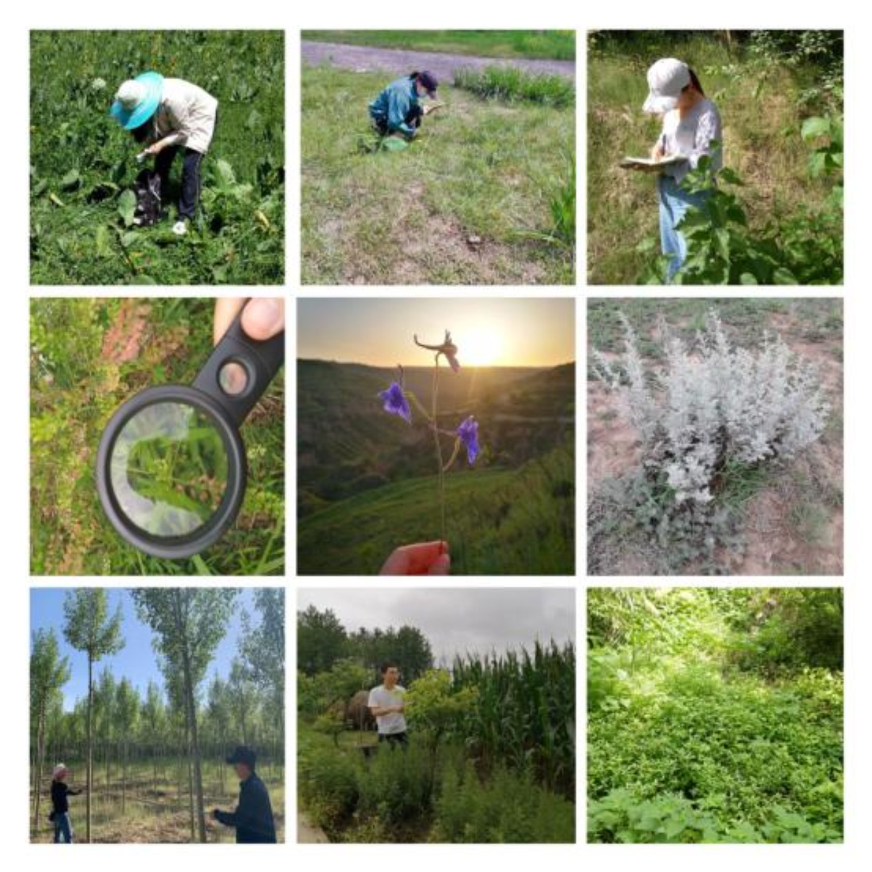 自主实习植物集锦.jpg 自主实习植物集锦.jpg